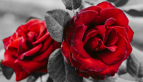 The beauty benefits of rose - Thalia Skin